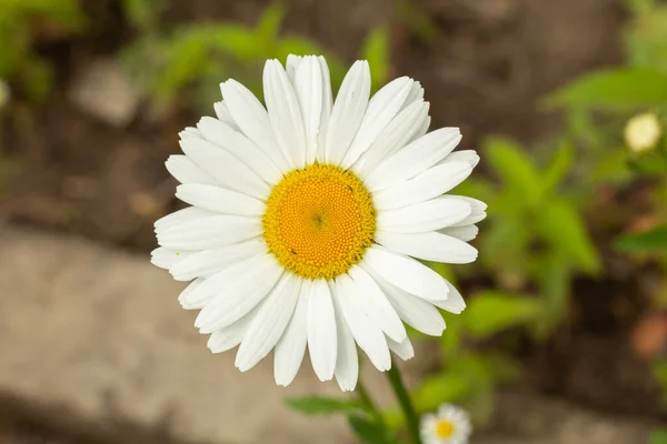 Bud Camomila Jardim Com Fundo Verde Desfocado Natural Profundidade Campo — Fotografia de Stock