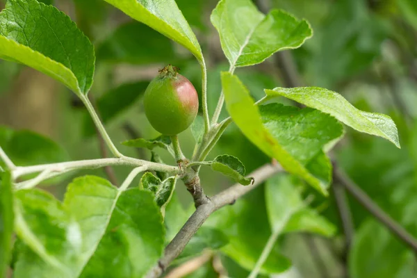 Fruits Pommes Immatures Sur Branche Arbre Aux Feuilles Vertes Profondeur — Photo