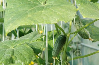 Seradaki bir çalıda olgun salatalıklar. Bahçede salatalıklar yetişiyor..