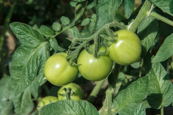 Unreife Grüne Tomaten Wachsen Auf Einem Zweig Garten Tomaten Auf — Stockfoto