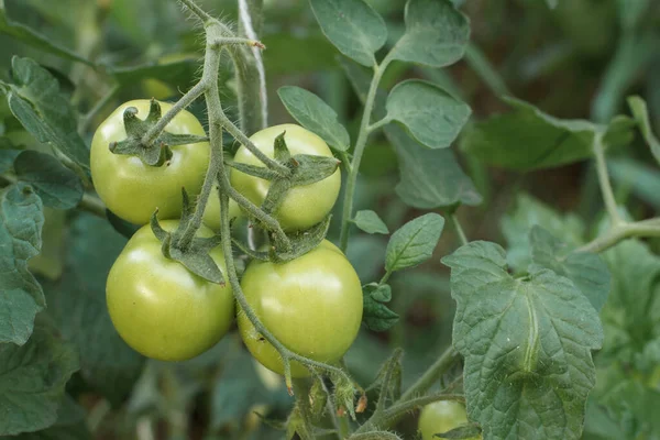 Unreife Grüne Tomaten Wachsen Auf Einem Zweig Garten Tomaten Beet — Stockfoto