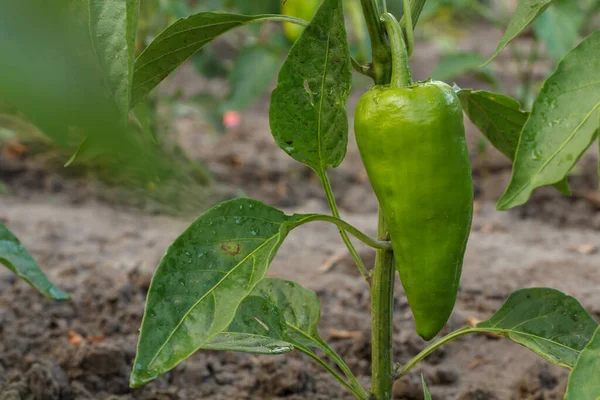 Bell Pepper Growing Bush Garden Bulgarian Sweet Pepper Plant Shallow — Stock Photo, Image