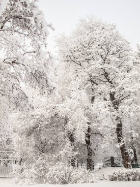 Kar yağdıktan sonra şehir parkı. Karla kaplı ağaçlar. Kışın hava durumu.