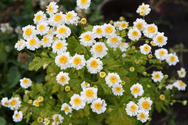 Flores Camomila Jardim Com Mesmas Flores Borradas Fundo Vista Superior — Fotografia de Stock