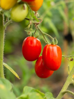 Serada yetişen olgun domateslerin yakın görüntüsü. Bahçe yatağında kırmızı meyveli domatesler.
