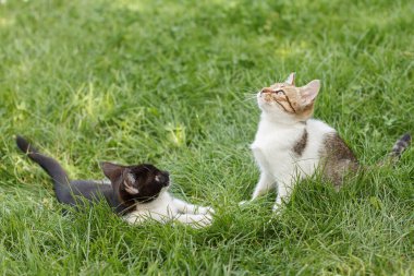 Doğada yeşil çimlerin üzerinde gri ve siyah tekir kediler. Saha portresinin derinliği