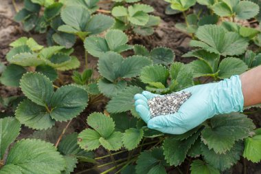 Lastik eldivenli çiftçi elleri bahçedeki çilek çalılarına vermek için kimyasal gübre tutuyor..