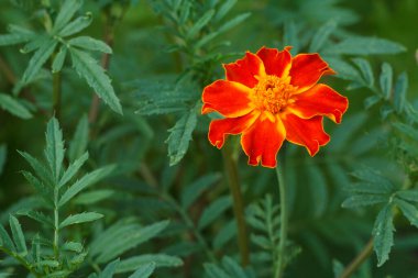 Arka planda bulanık yeşil yapraklarla bahçedeki etiketler. Sığ alan derinliği.