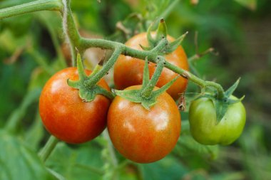 Serada yetişen olgun domateslerin yakın görüntüsü. Bahçe yatağında kırmızı meyveli domatesler.