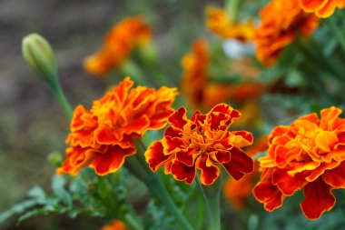 Bahçede fonda bulanık çiçekler ve yeşil yapraklar olan etiketler. Sığ alan derinliği.