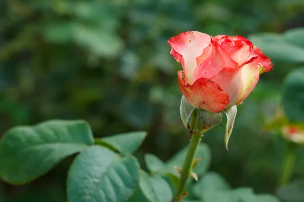 Brote Rosa Roja Jardín Con Hierba Verde Borrosa Fondo Profundidad — Foto de Stock