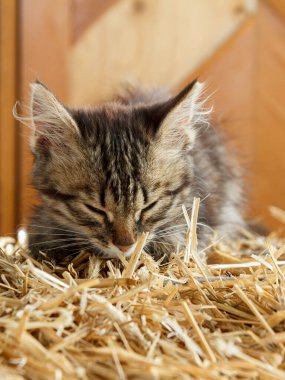 Gri ve beyaz tekir kedi güneşli bir yaz gününde saman yığınında uyuyor. Sığ alan derinliği.