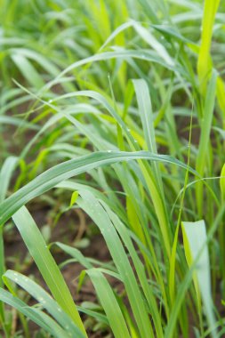 Su damlalarıyla ve doğal ışığın yansımalarıyla cezbedici yeşil çimenler..
