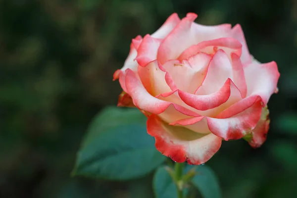 Brote Una Rosa Blanca Rosa Jardín Con Arbustos Borrosos Fondo — Foto de Stock
