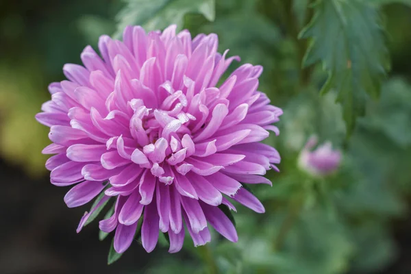 Close-up view of the head of a purple chrysanthemum in the blurred natural background.