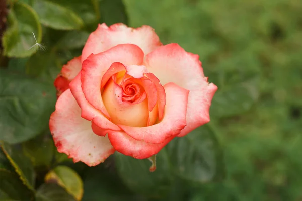 Brote Una Rosa Jardín Con Arbustos Borrosos Fondo Profundidad Superficial — Foto de Stock