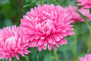 Bulanık doğal arka planda kasımpatı başı yakın plan görüntüsü.