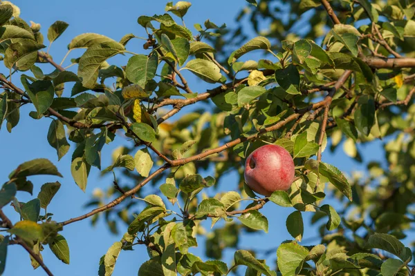 Vörös Alma Érik Ágon Gyümölcsösben Bioélelmiszerek — Stock Fotó