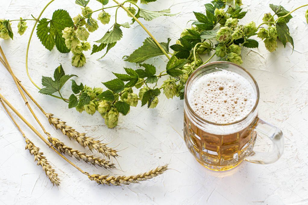 Glass mug of beer with ears of barley and a hop branch on the white structured background. Top view.