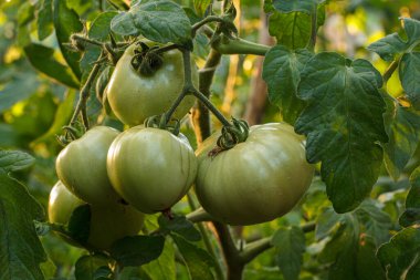 Bahçedeki bir dalda yetişen olgunlaşmamış yeşil domateslerin yakın görüntüsü. Bahçe yatağında yeşil meyveli domatesler. Çalılıklarda yeşil domatesler.