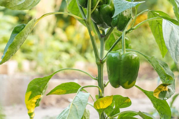 Bell pepper growing on a bush in the garden. Bulgarian or sweet pepper plant. Shallow depth of field