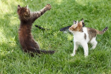 Dışarıdaki yeşil çimlerde oynayan ve zıplayan üç kedi yavrusu. Sığ alan derinliği.