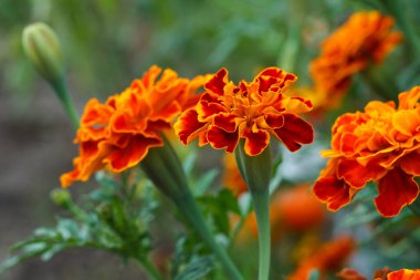 Bahçede fonda bulanık çiçekler ve yeşil yapraklar olan etiketler. Sığ alan derinliği.
