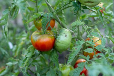 Serada yetişen olgun ve olgunlaşmamış domateslerin yakından görüntüsü. Bahçedeki domatesler kırmızı ve yeşil meyveli..