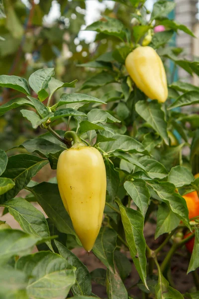 Bell peppers growing on a bush in the garden. Bulgarian or sweet pepper plant.