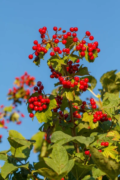 Viburnum Tree Red Berries Green Leaves Blue Sky Background Autumn — Stock Photo, Image