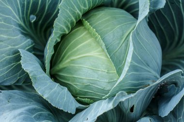 Bahçe yatağında yaprakları olan koca kafalı lahana. Doğal ve güvenli yiyecekler. Üst görünüm.