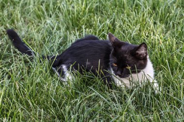 Yeşil çimlerin üzerinde siyah beyaz bir kedi. Saha portresinin derinliği