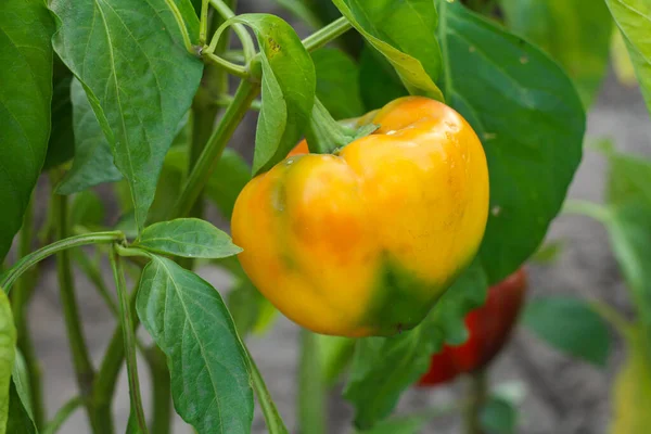 Bell pepper growing on a bush in the garden. Bulgarian or sweet pepper plant. Shallow depth of field