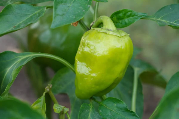 Bell Pepper Growing Bush Garden Bulgarian Sweet Pepper Plant Shallow Stock Photo