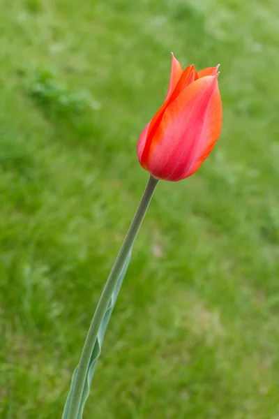 Красный Тюльпан Растет Саду Размытой Зеленой Травой Заднем Плане Крупный — стоковое фото