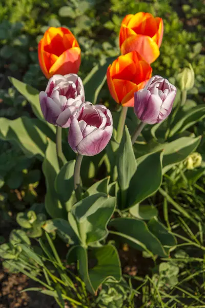 Giovani Tulipani Che Crescono Giardino Con Sfondo Naturale — Foto Stock