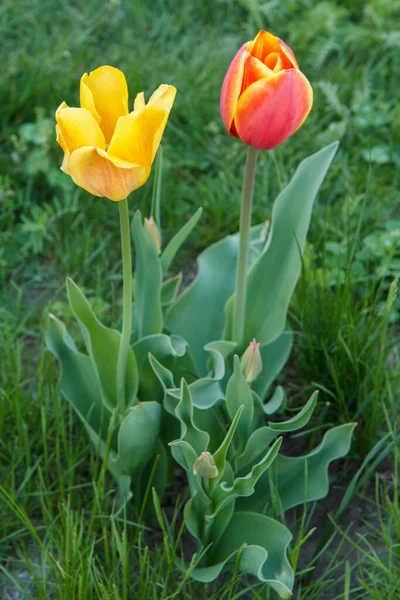 Jovens Tulipas Crescendo Jardim Com Fundo Natural Desfocado — Fotografia de Stock