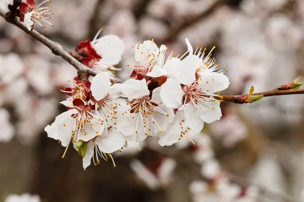 Ramo Uma Árvore Damasco Período Floração Primavera Com Contexto Borrado — Fotografia de Stock