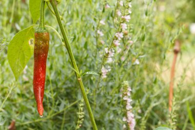 Bahçe yatağında kırmızı biber. Bahçede yetişen organik yiyecekler, biber ya da kırmızı biber..