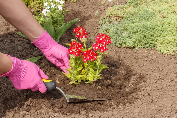 Jardineiro Está Plantando Flores Vermelhas Verbena Usando Uma Cama Jardim — Fotografia de Stock
