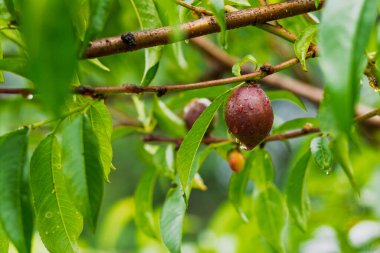 Meyve bahçesinde yeşil yaprakları olan bir ağaca asılmış olgunlaşmamış nektarin. Sağlıklı ve doğal yiyecekler..
