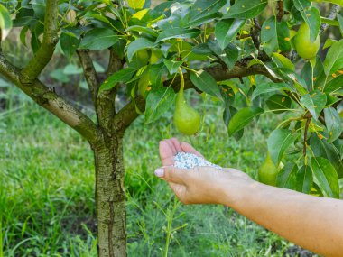 Çiftçi el, meyve bahçesindeki bir armut ağacına vermek için kimyasal gübre tutuyor..