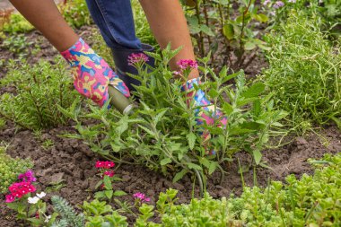Bahçıvan küçük bir tırmıkla bahçe yatağına kırmızı mine çiçeği ekiyor. Çiçekli yatak organizasyonu.