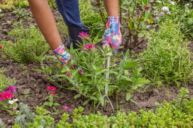 Bahçıvan küçük bir tırmıkla bahçe yatağına kırmızı mine çiçeği ekiyor. Çiçekli yatak organizasyonu.