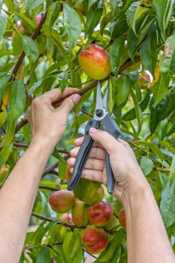 Dişi bahçıvan meyve bahçesindeki bir ağaçtan olgun nektarinler topluyor..