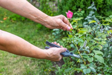 Dişi çiftçi bahçeyle ilgileniyor. Gül çalılarının budanması. Budanmış budanmış budanmış bir kadın gül çiçeğiyle bir kökü kırpıyor..