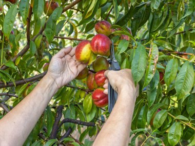 Dişi bahçıvan meyve bahçesindeki bir ağaçtan olgun nektarinler topluyor..