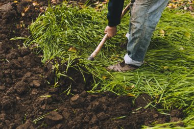 Adam Bahçe kazma. Toprak spud. Adam bir ağaç bitki için çukur kazıyor. Adam tarım arazileri, bahçecilik, tarım ve zor bir iş kavramı kir gevşetir