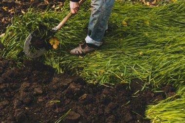 Adam Bahçe kazma. Toprak spud. Adam bir ağaç bitki için çukur kazıyor. Adam tarım arazileri, bahçecilik, tarım ve zor bir iş kavramı kir gevşetir