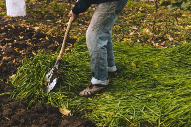 Adam Bahçe kazma. Toprak spud. Adam bir ağaç bitki için çukur kazıyor. Adam tarım arazileri, bahçecilik, tarım ve zor bir iş kavramı kir gevşetir